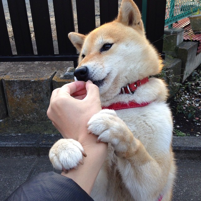 双重奏鸣，森林狼冷雨浇灭开拓者，拉梅洛在聚光灯下正名