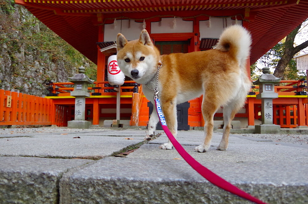 公牛末节狂潮碾碎篮网,保罗关键先生当之无愧