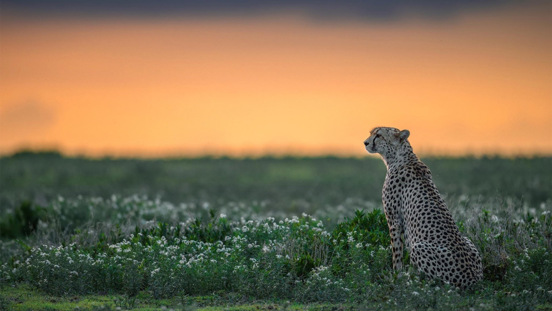 霍勒迪完美发挥引领灰熊击败开拓者，一场个人秀的胜利之夜