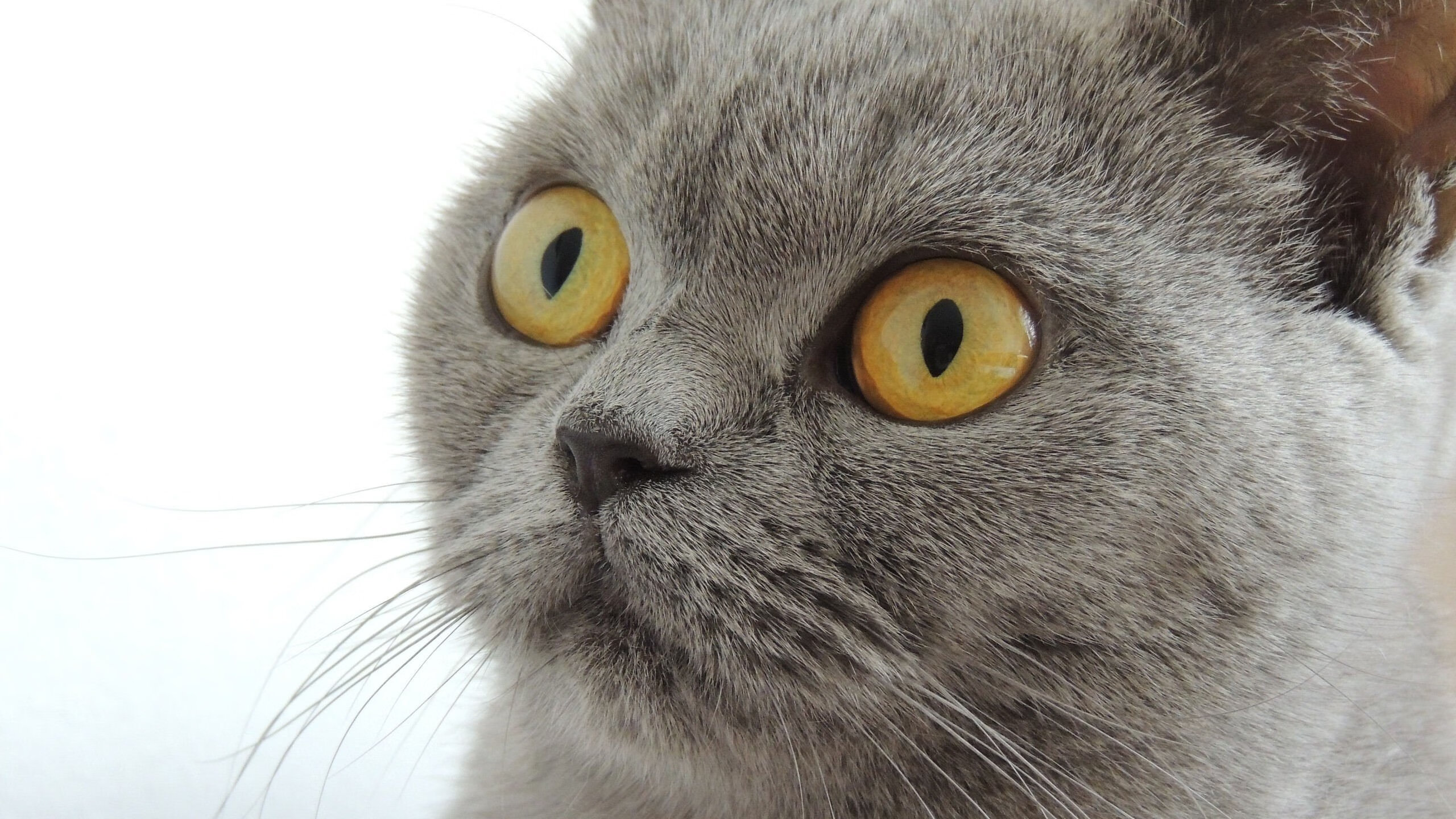 欧冠淘汰赛惊世对决,北京队血拼快船,跨界大战引爆全球