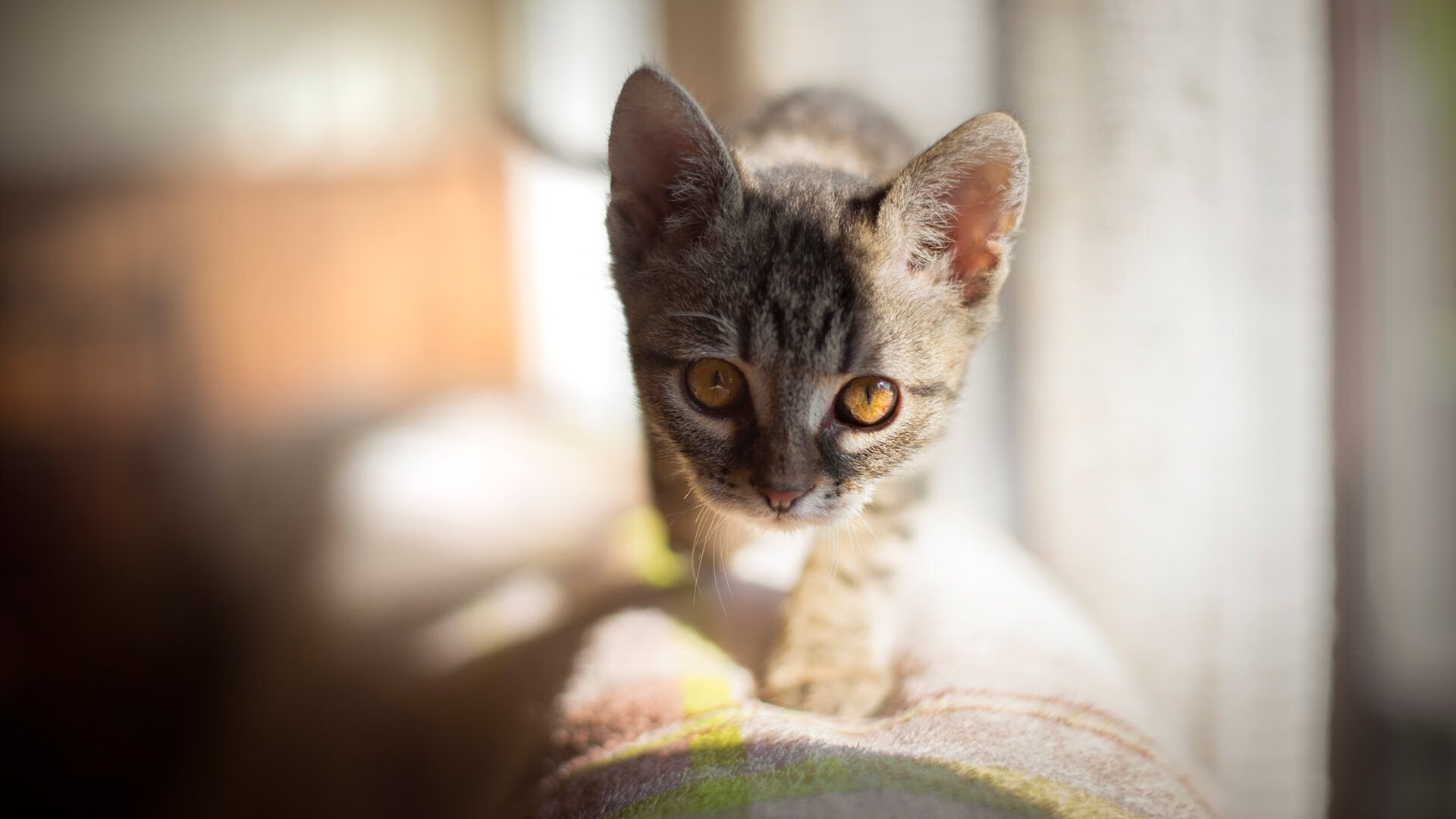 铁卫峥嵘,德里赫特夜战封王,铸就防线上的统帅之力