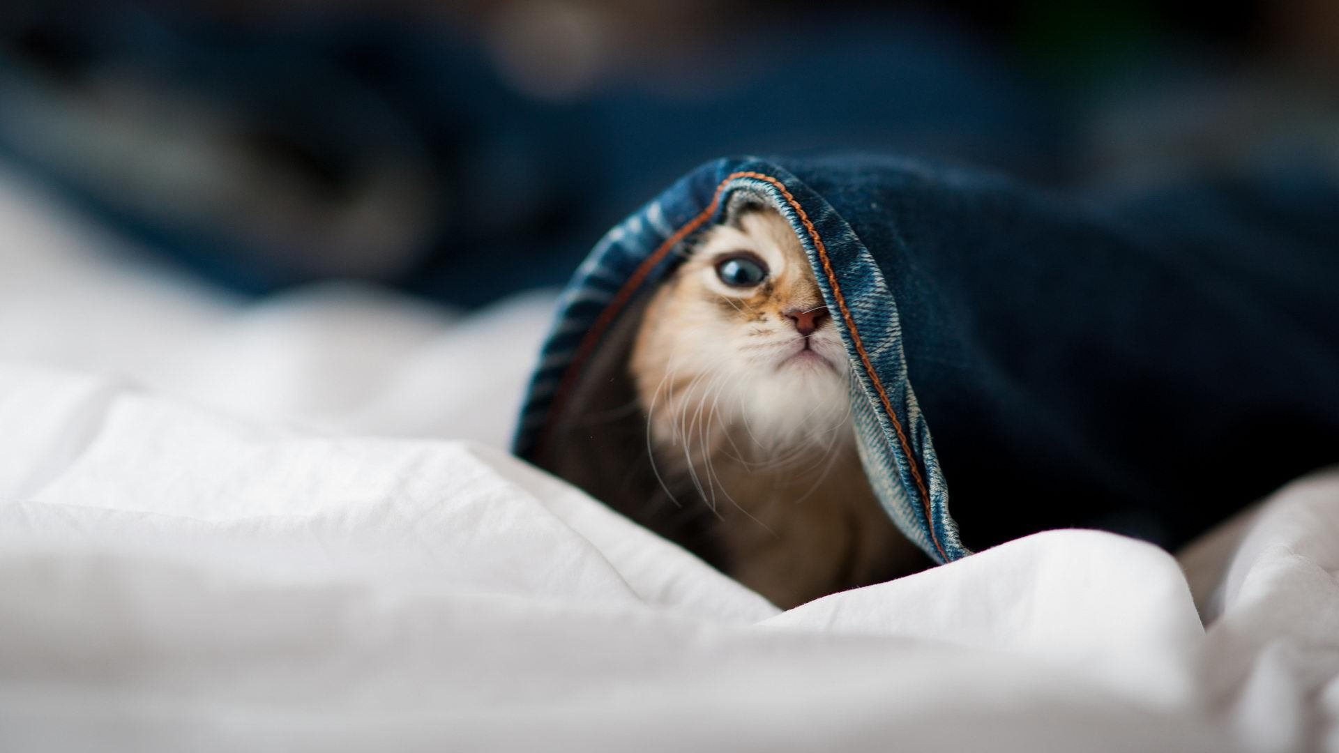 绝境重炮，范戴克爆发助克罗地亚碾碎加拿大青春风暴